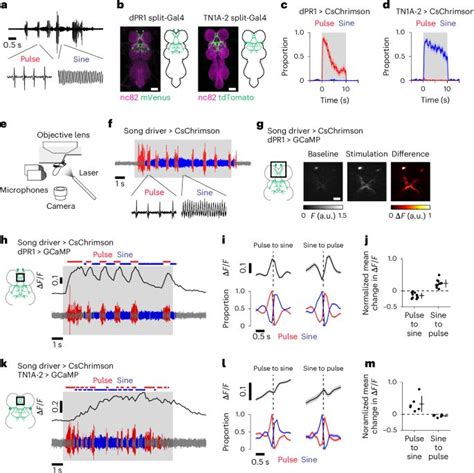 j 3 4d|Activity of nested neural circuits drives different courtship songs in .